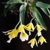 Encyclia citrina x mariae